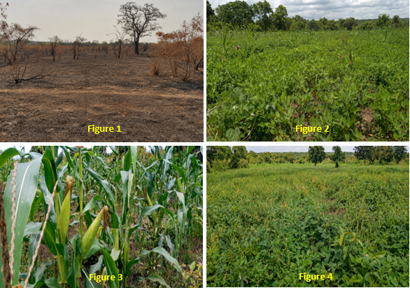 Four-panel field figure showing degraded land, green crop cover and maize