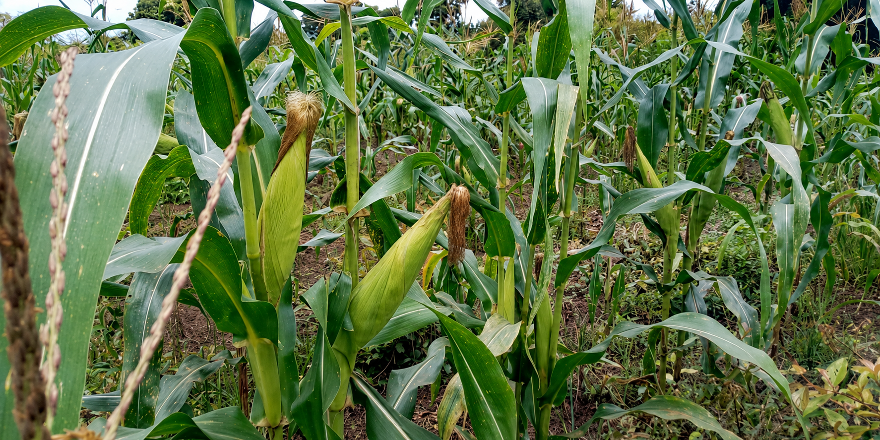 Maize plants growing in a cultivated field